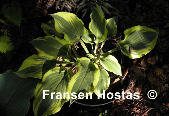 Hosta Endearing Endeavor
