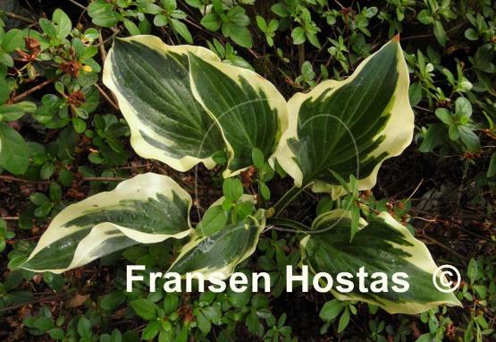 Hosta Endearing Endeavor