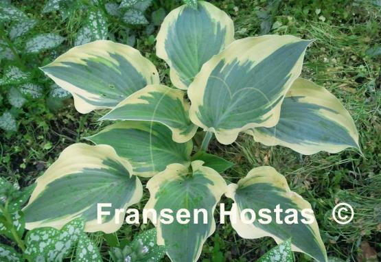 Hosta Endearing Endeavor