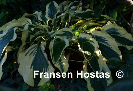 Hosta Endearing Endeavor