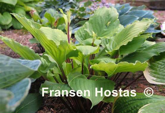 Hosta Endless Gift