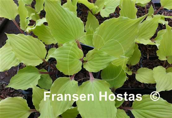 Hosta Endless Gift