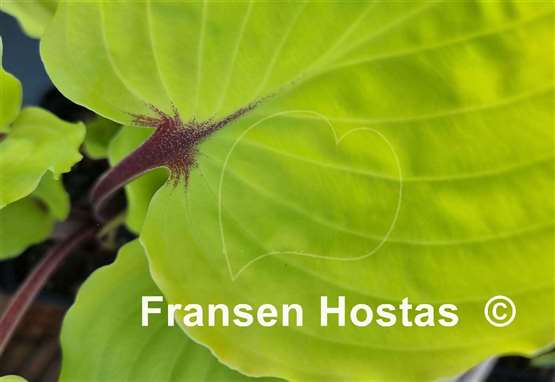 Hosta Endless Gift