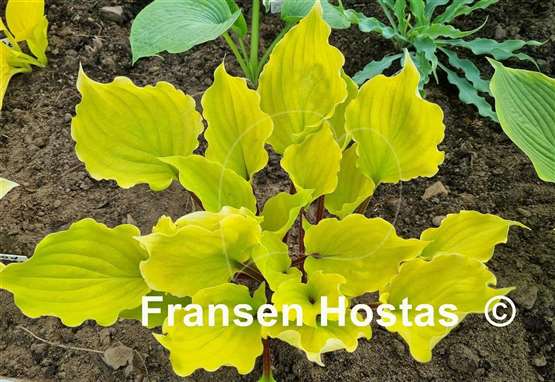 Hosta Endless Gift