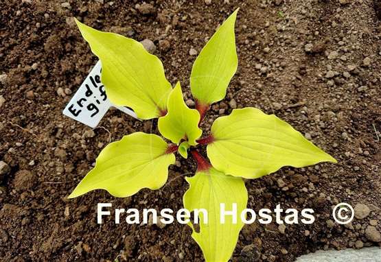 Hosta Endless Gift