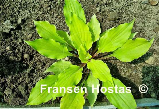 Hosta Endless Gift
