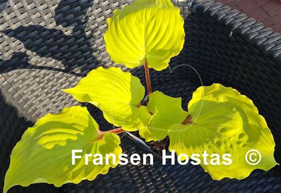 Hosta Endless Gift