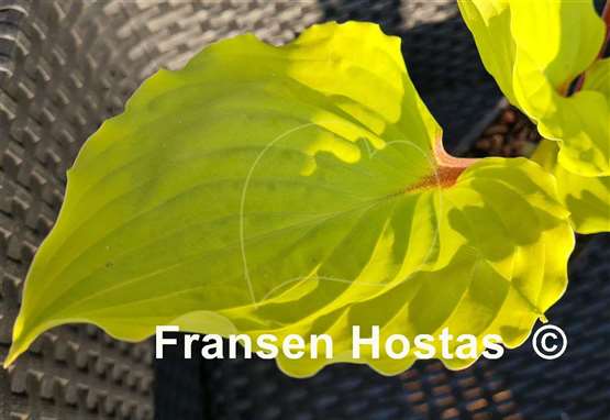 Hosta Endless Gift