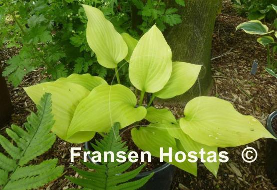 Hosta Enduring Beacon