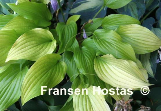 Hosta Enduring Beacon
