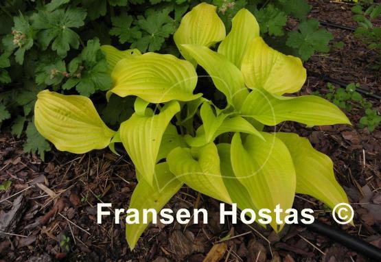 Hosta Enduring Beacon