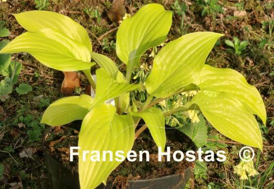 Hosta Enduring Beacon