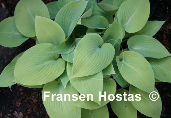 Hosta English Sunrise