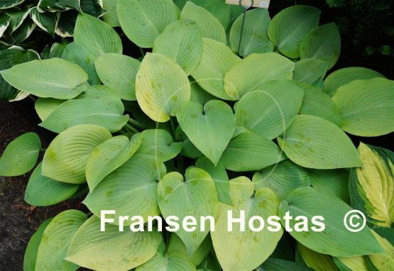 Hosta English Sunrise