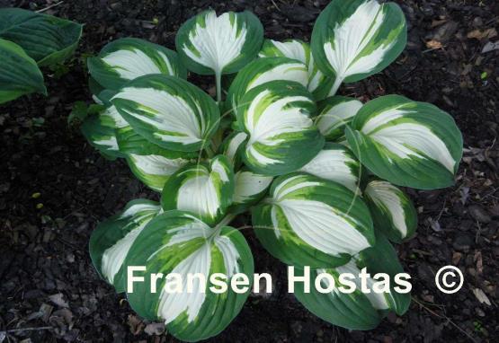 Hosta Enterprise