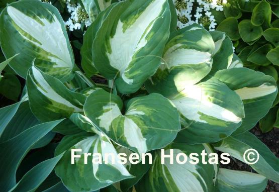 Hosta Enterprise