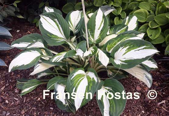 Hosta Enterprise