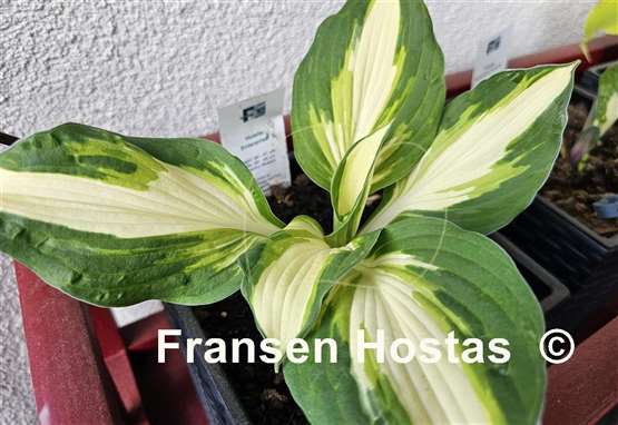 Hosta Enterprise