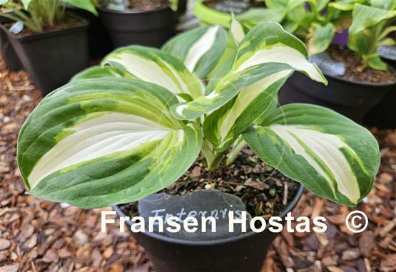 Hosta Enterprise
