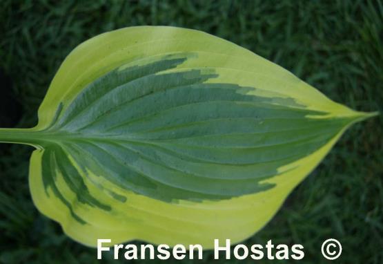 Hosta Envy