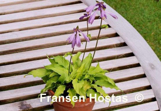 Hosta Eola Salad Bowl