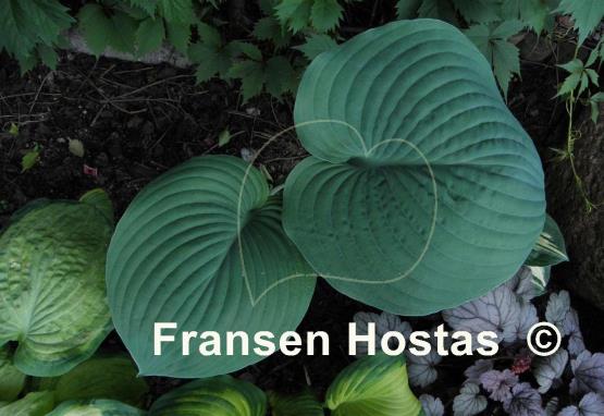 Hosta Eola Sapphire