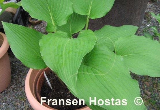 Hosta Eos