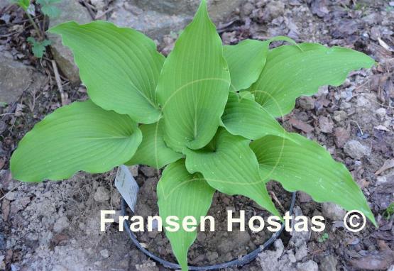 Hosta Eos