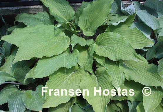 Hosta Eos