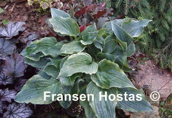 Hosta Ephemeral Lace