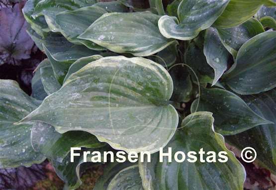 Hosta Ephemeral Lace