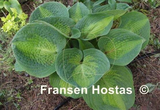 Hosta Epiphany