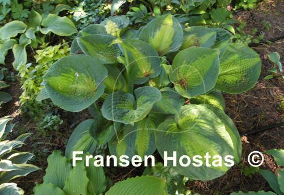 Hosta Epiphany