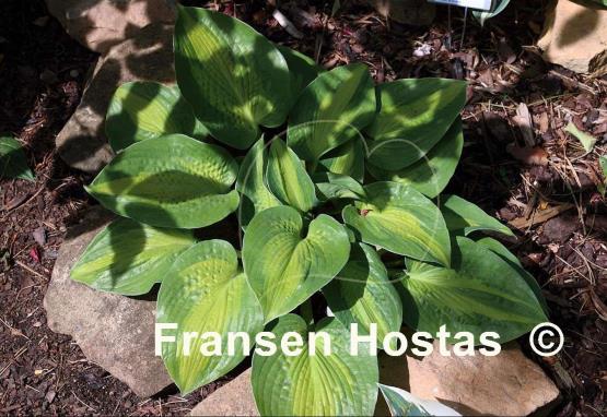 Hosta Epiphany