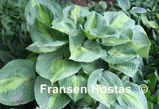 Hosta Epiphany