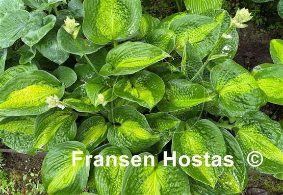 Hosta Epiphany