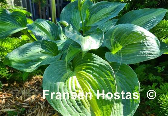 Hosta Epiphany