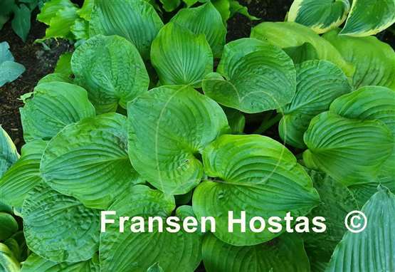 Hosta Erie Magic 