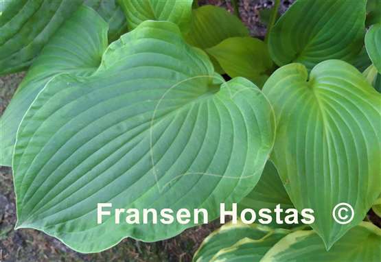 Hosta Erie Magic