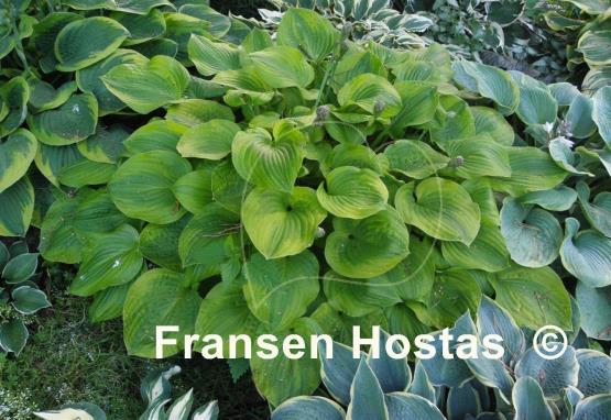 Hosta Erie Magic