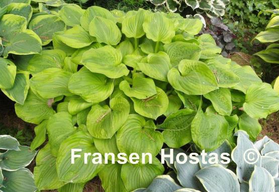 Hosta Erie Magic