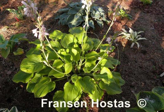 Hosta Erie Magic