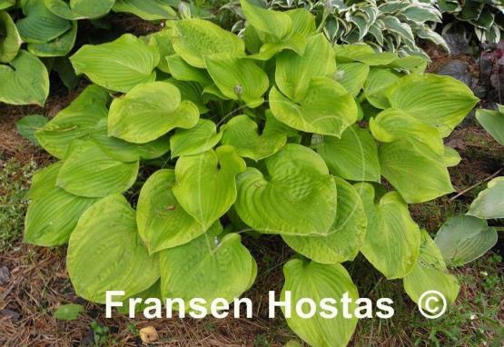 Hosta Erie Magic