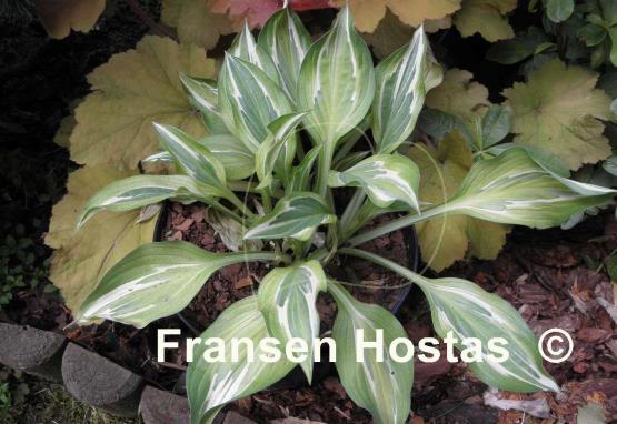 Hosta Eros