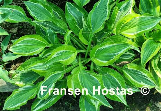 Hosta Eros