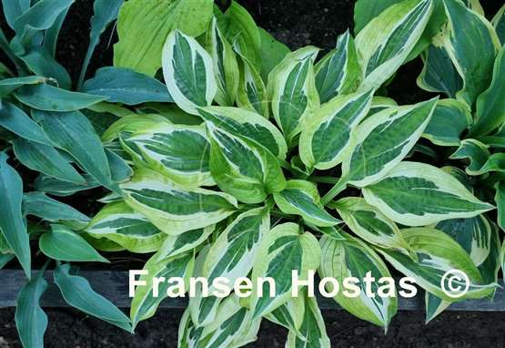 Hosta Eros