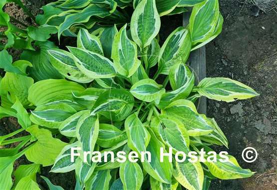 Hosta Eros