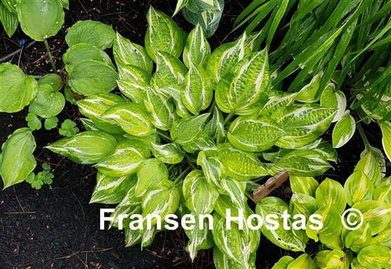 Hosta Eros