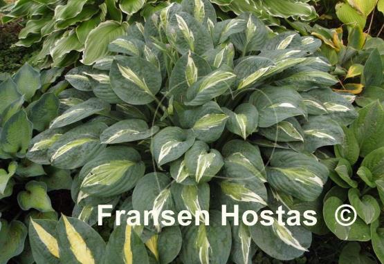 Hosta Erotica