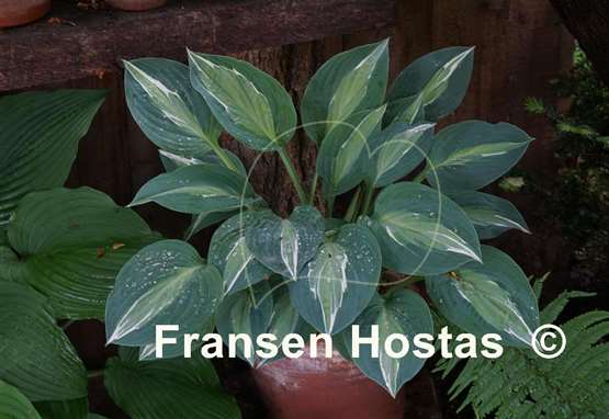 Hosta Erotica